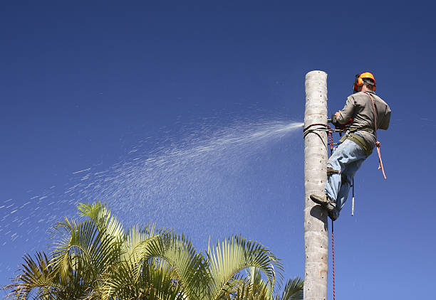 How Our Tree Care Process Works  in  Forest, VA