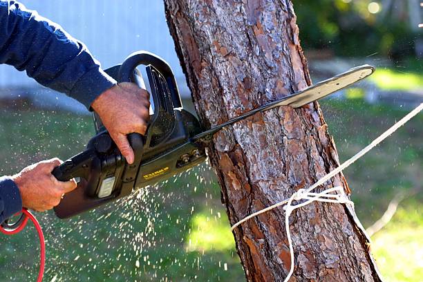 Best Utility Line Clearance  in Forest, VA