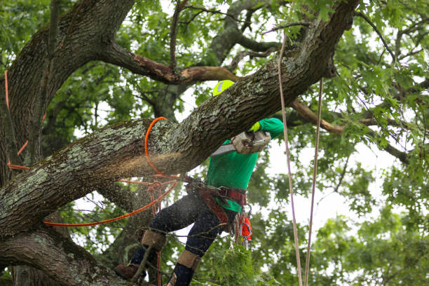 Best Tree Maintenance Programs  in Forest, VA